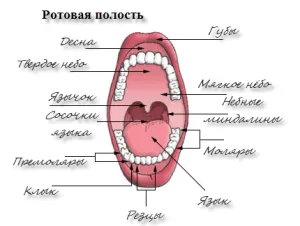 Șef structura externă a capului uman, blog-ul de wellness