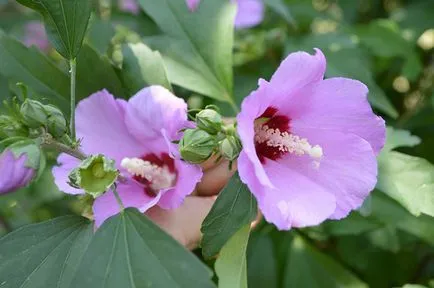 Hibiscus (Kína rózsa) a tenyésztésre és ápolási otthon
