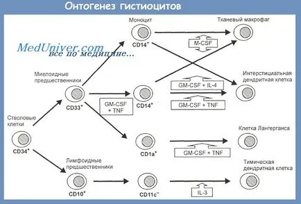 Histiocytes - tipuri, caracterizarea celulară