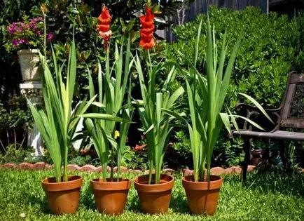 Gladiole în plantare, îngrijirea, în creștere din semințe, bulbi, distilare, foto, video