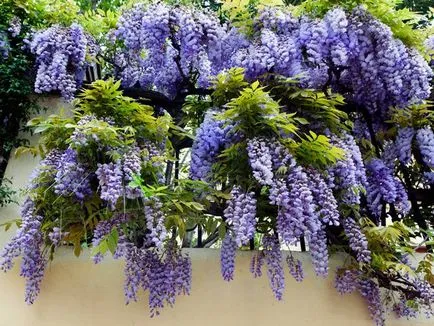 Wisteria грижи и отглеждане в дома