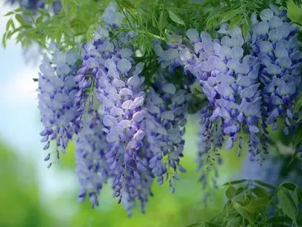 Wisteria грижи и отглеждане в дома