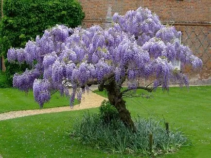 Wisteria грижи и отглеждане в дома