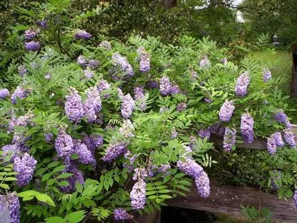 Wisteria грижи и отглеждане в дома