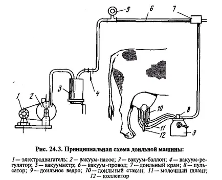 Глава 24 механизирани млечни крави
