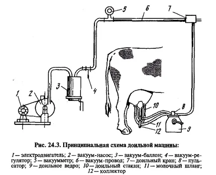 Capitolul 24 vaci de muls mecanizate