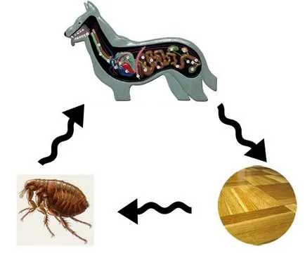 Worms a kutyák tünetek, panaszok kezelésére, fotók, nézetek és kezelés