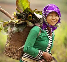 Fungus - Comentarii Cordyceps medicilor, tibetană și chineză, Tianshi și unilaterale, instrucțiuni de utilizare