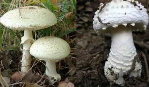 Гриби отруйні (отруйні) гриби отруйні