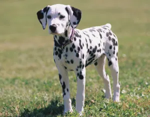 Szállodák állatok - mi ez Szfinx krysik