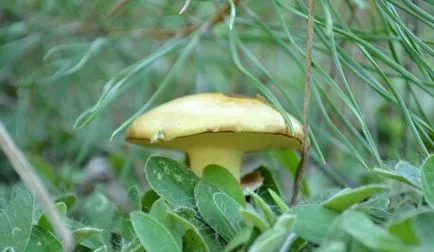 A pácolt gomba greasers