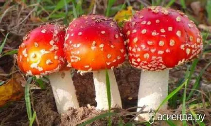 Гриби отруйні (отруйні гриби) гриби отруйні