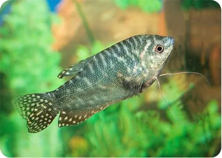 Gourami, conținut, de reproducere, acvariu pentru gourami, fotografii