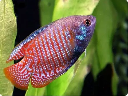 Gourami, conținut, de reproducere, acvariu pentru gourami, fotografii