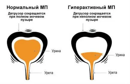 Inervare a vezicii urinare și a Regulamentului