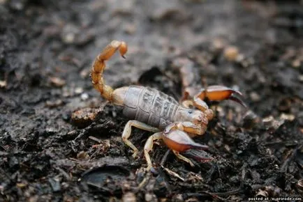 Érdekességek a skorpiók - 13 fotó - kép - képek természetes világ