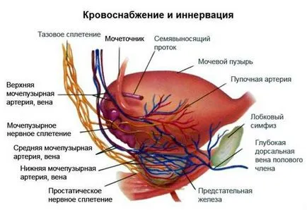 Инервация на пикочния мехур и урината регулирането