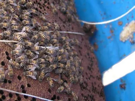 Útmutató a termelés csalánkiütés a méhek