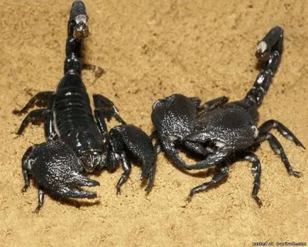 Érdekességek a skorpiók - 13 fotó - kép - képek természetes világ