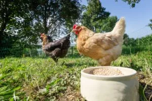 Hogyan készítsünk élesztő brojlercsirkék, és milyen vitaminokra van szükség, hogy a madarak