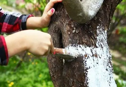 Cum se albeasca de mere de toamnă și normele de tehnologie, video și fotografii