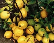 Продукти з вмістом вітаміну з більше ніж у лимоні (вітамін С) Продукти з вмістом вітаміну з більше ніж у лимоні
