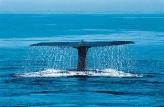 Природа, рослини і тварини морів і океанів