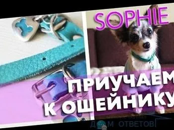 Привчання цуценя чихуахуа до нашийника і повідка - відповіді і поради на твої питання (domotvetov) Привчання цуценя чихуахуа до нашийника і повідка - відповіді і поради на твої питання
