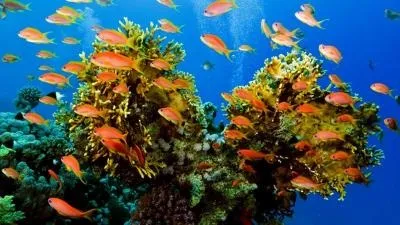 Природа, рослини і тварини морів і океанів