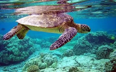 Природа, рослини і тварини морів і океанів