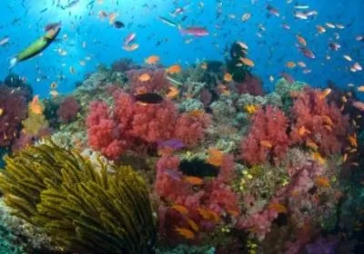 Природа, рослини і тварини морів і океанів