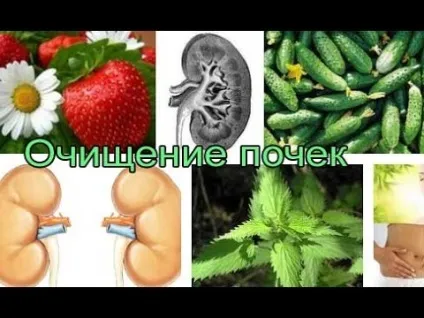 Профілактика захворювань нирок і сечовивідних шляхів що можна пропити в домашніх умовах (сечовивідних) Профілактика захворювань нирок і сечовивідних шляхів що можна пропити в домашніх умовах
