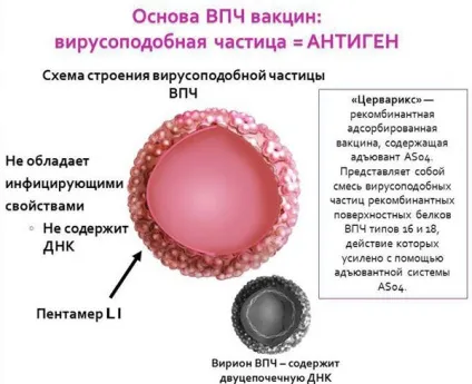 Щеплення від папіломи (вакцина) - проти вірусу, людини, за і проти, ціна, відгуки, раку шийки (вакцина) Щеплення від папіломи (вакцина) - проти вірусу, людини, за і проти, ціна, відгуки, раку шийки