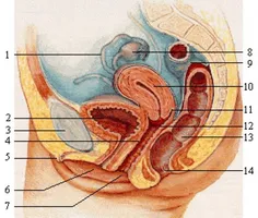 Ce comprimate pentru prevenirea prostatita la bărbați uz astăzi