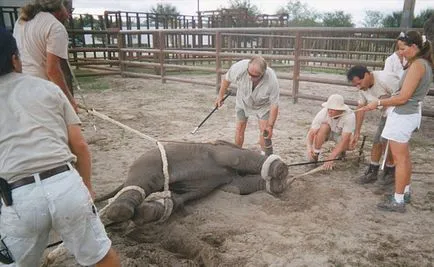 Ca elefantii sunt instruiți în circ este interesant!