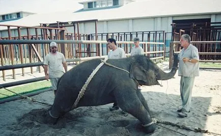 Като слонове са обучени в цирка е интересно!