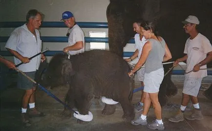 Elefántok képzett a cirkusz érdekes!