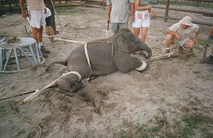 Elefántok képzett a cirkusz érdekes!