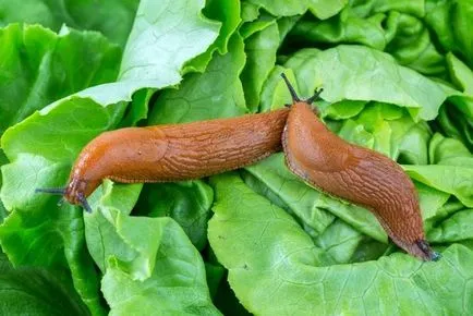 Hogyan lehet megszabadulni a kártevőktől vegyszerek nélkül káposzta