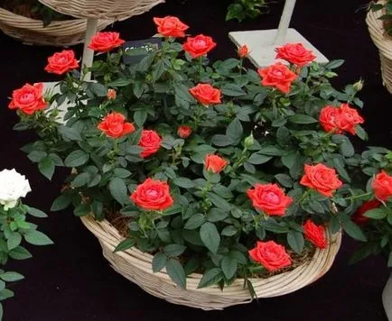 Care trandafiri pot fi cultivate în ghivece pentru soiuri de trandafiri în aer liber cherenkoventsiklopediya - clasa descriere