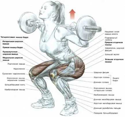 Кои мускули работят по време на клека мускулна група по време на работа с упражнения с щанга