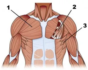 Cum de a descărca mușchii pectorali acasă, fără echipamente de fitness si echipamente sportive