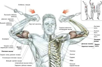 Cum de a construi arme, sala de fitness