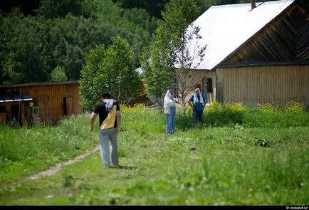 Ahogy egy fiatal szarvas agancs vágjuk Pantocrinum - hírek képekben