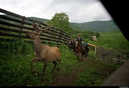 Ahogy egy fiatal szarvas agancs vágjuk Pantocrinum - hírek képekben