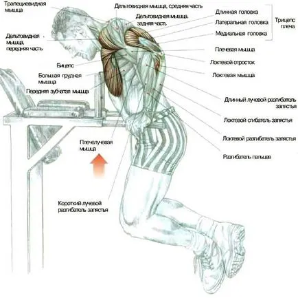 Hogyan építsünk karok, fitness