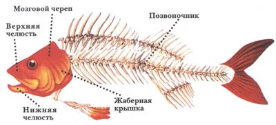 Hogyan kell felhívni a ceruzát csontváz hal szakaszaiban