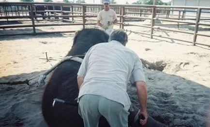 De fapt, sunt instruiți circ elefant - bunăstarea animalelor - bunăstarea animalelor