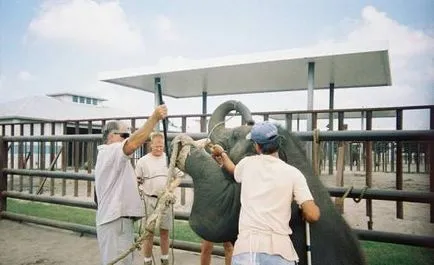 De fapt, sunt instruiți circ elefant - bunăstarea animalelor - bunăstarea animalelor