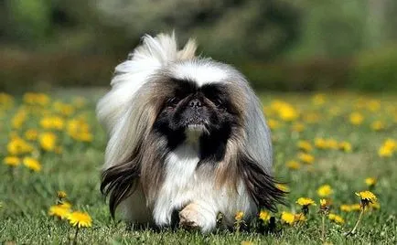 Hogyan felhívni a lányt Pekingese